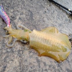 越前海岸でエギング